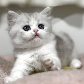 ミヌエット(長足)【神奈川県・男の子・2025年10月5日・シルバータビー&ホワイト】の写真「大きなお顔とピンクのお鼻がチャームポイントです♪」