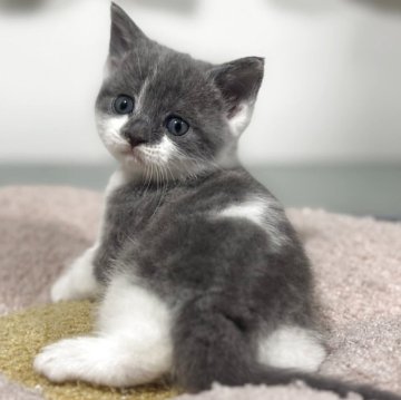 スコティッシュフォールド(立ち耳)【神奈川県・男の子・2025年11月4日・ブルータビー&ホワイト】の写真「パンチのあるお顔が印象度UP‼️」