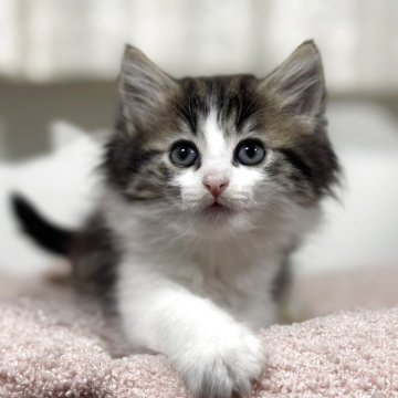 ノルウェージャンフォレストキャット【神奈川県・女の子・2025年10月23日・ブラウンタビー&ホワイト】の写真「ハチワレ柄で優しいお顔立ちですね💕」