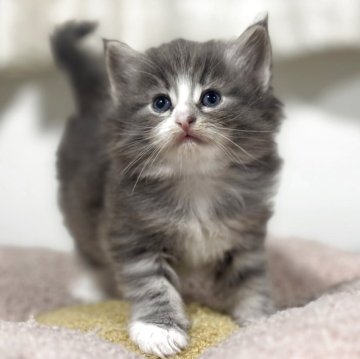 ノルウェージャンフォレストキャット【神奈川県・女の子・2025年11月7日・ブルータビー&ホワイト】の写真「意外とファンが多い鼻ポチちゃん💕」