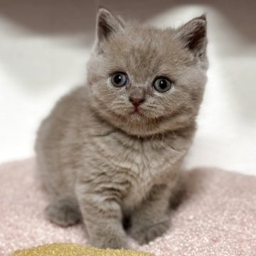 ブリティッシュショートヘア【神奈川県・女の子・2025年4月13日・ライラック】の写真「人気のライラックカラーの可愛い女の子💕」