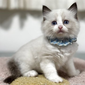 ラグドール【神奈川県・男の子・2025年10月13日・シールポイントバイカラー】の写真「【Black Friday💰】ハンパ無いお得感♪」