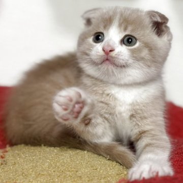 スコティッシュフォールド【神奈川県・男の子・2025年10月20日・クリームタビー&ホワイト】の写真「綺麗なクリーム色が上品さUP‼️」