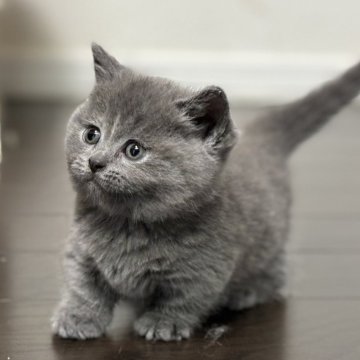 マンチカン【神奈川県・女の子・2024年11月17日・ブルークリーム】の写真「短足ちゃんはこの子だけ‼️大きなお顔がキュートです」