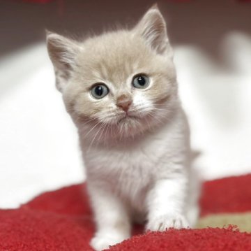 スコティッシュフォールド(立ち耳)【神奈川県・男の子・2025年9月19日・クリーム&ホワイト】の写真「【happy price💕】優しいお顔の男の子」