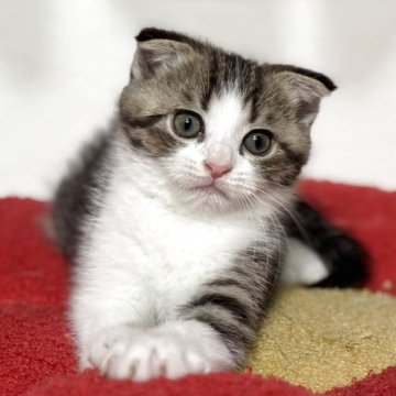 スコティッシュフォールド(折れ耳)【神奈川県・男の子・2025年9月20日・ブラウンマッカレルタビー&ホワイト】の写真「【happy price💕】ぱっちりお目目が魅力的」