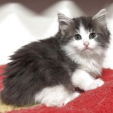 ノルウェージャンフォレストキャット