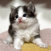 ノルウェージャンフォレストキャット