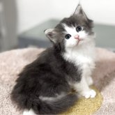 ノルウェージャンフォレストキャット