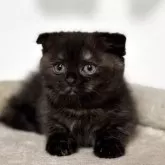 スコティッシュフォールド(折れ耳)【神奈川県・女の子・2025年2月23日・トーティー】の写真1