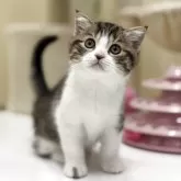 スコティッシュフォールド(立ち耳)