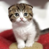 スコティッシュフォールド(折れ耳)