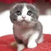 スコティッシュフォールド(折れ耳)