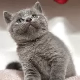 ブリティッシュショートヘア
