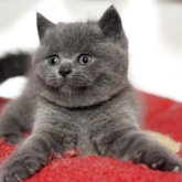 ブリティッシュショートヘア