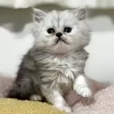ペルシャ
