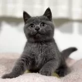 ブリティッシュショートヘア