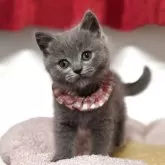 ブリティッシュショートヘア