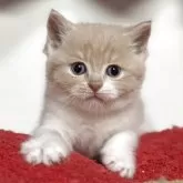 スコティッシュフォールド(立ち耳)