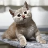 スコティッシュフォールド(立ち耳)