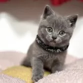 ブリティッシュショートヘア