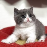 ブリティッシュショートヘア