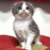 スコティッシュフォールド(折れ耳)