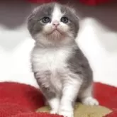 スコティッシュフォールド(折れ耳)