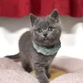 ブリティッシュショートヘア