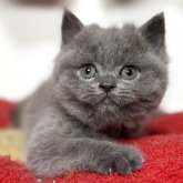 ブリティッシュショートヘア