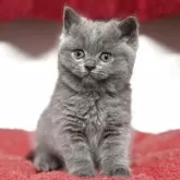 ブリティッシュショートヘア