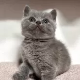 ブリティッシュショートヘア