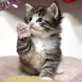 ノルウェージャンフォレストキャット