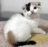 スコティッシュフォールド(折れ耳)
