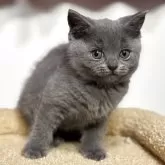 ブリティッシュショートヘア
