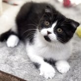 スコティッシュフォールド(折れ耳)