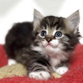 ノルウェージャンフォレストキャット