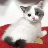 ブリティッシュショートヘア