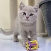 マンチカン(長足)【神奈川県・男の子・2024年11月17日・クリーム】の写真1