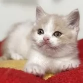 ブリティッシュショートヘア