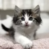 ノルウェージャンフォレストキャット