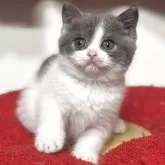 ブリティッシュショートヘア