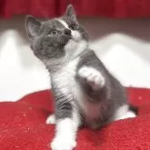 ブリティッシュショートヘア
