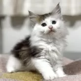 ノルウェージャンフォレストキャット