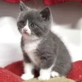 スコティッシュフォールド(立ち耳)