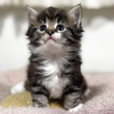 ノルウェージャンフォレストキャット