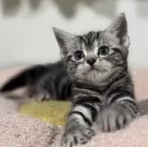 アメリカンショートヘア