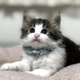 ノルウェージャンフォレストキャット