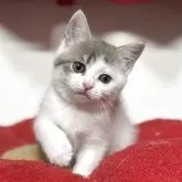 スコティッシュフォールド(立ち耳)