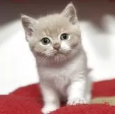 スコティッシュフォールド(立ち耳)